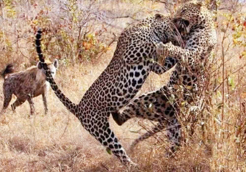两只花豹因争夺领地大打出手,鬣狗在旁围观,结
