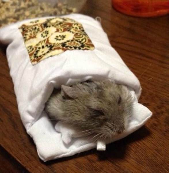 可以用什么给仓鼠当窝 t01eaa6e3d67013a808.jpg?size=587x601