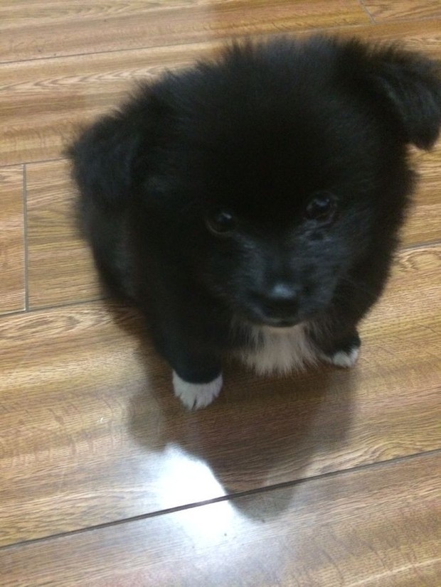 今天捡到一只狗,求专家鉴定品种,千万不要是土