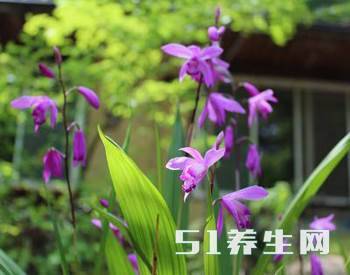 这种农作物一亩产值10万元,可为什么很多农民