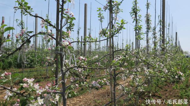 苹果树栽培技术|采用目标产量法 科学选留果