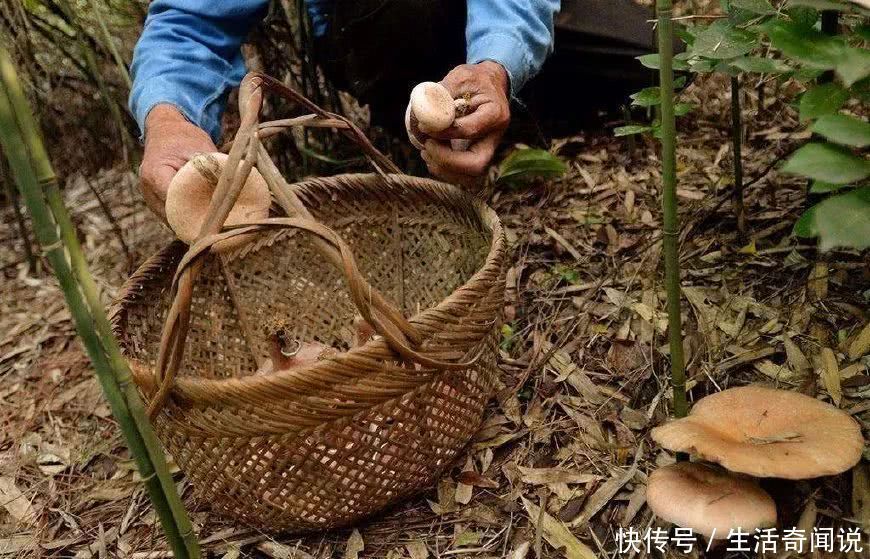 这一种野味一检几百斤，几十年前满山都是他，却无人问津