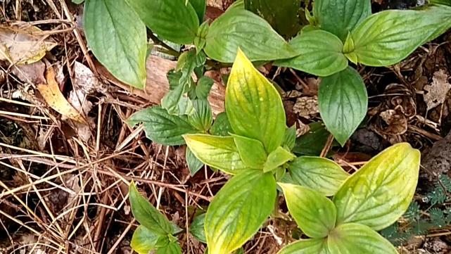 农村的这种草加上接骨草,是治疗骨折的良药,你