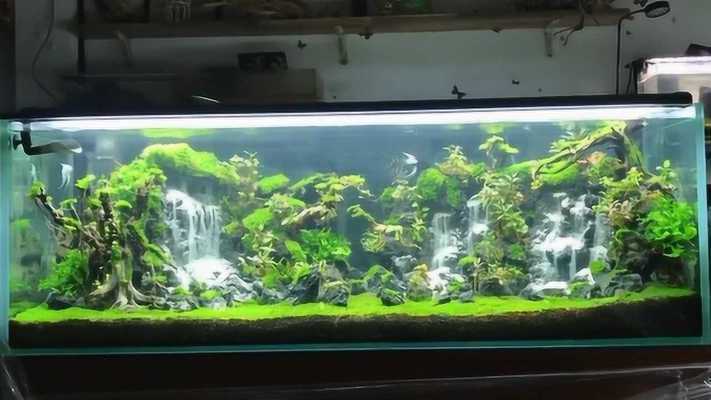 綠園區(qū)大自然花鳥魚商城匯銘漁堂水族店