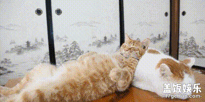 好奇心 正文  在猫叔家还有一只大家非常喜欢的猫咪叫茶虎,它是一只