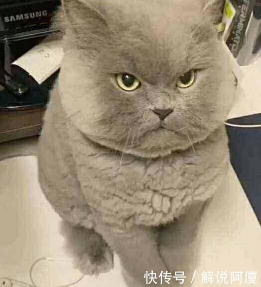 英雄联盟: RNG紧急招人, 看完招聘条件, 网友笑