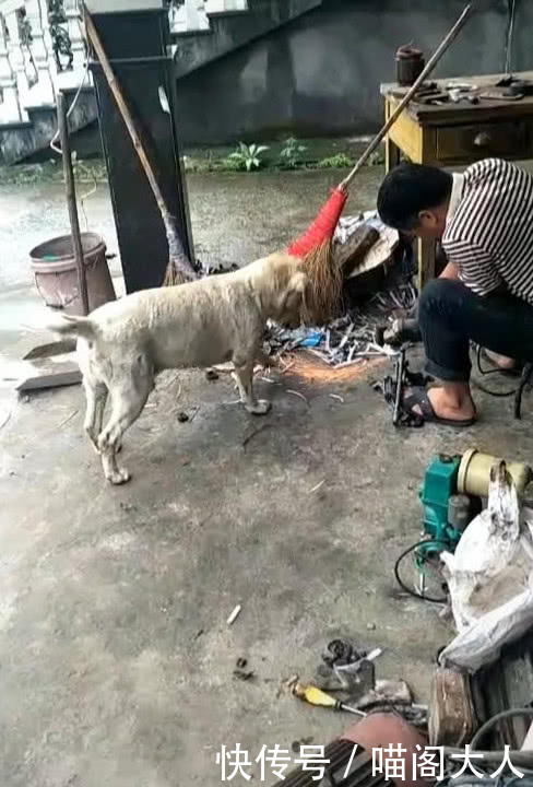 狗看有人在切割东西,好奇凑上去,接着一幕让人笑喷,狗:不好吃 澳门百家乐代理