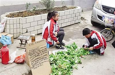 【转】北京时间 小学生兄妹为救母街头卖菜 闲暇时书本不离手 - 妙康居士 - 妙康居士~晴樵雪读的博客 【转】北京时间 小学生兄妹为救母街头卖菜 闲暇时书本不离手 - 妙康居士 - 妙康居士~晴樵雪读的博客