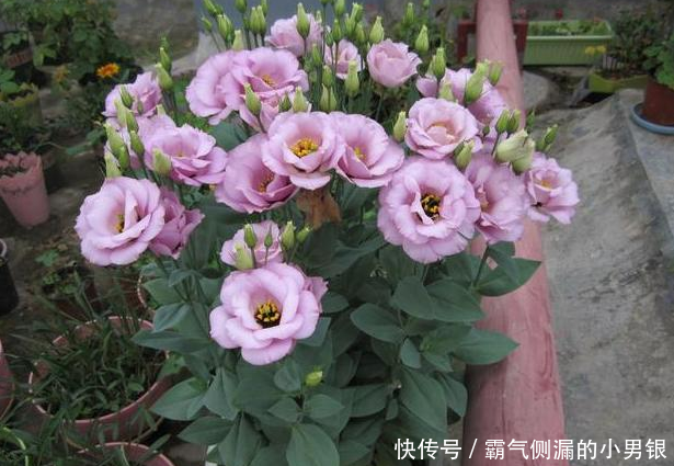 2种草本花卉,花叶俱美,也称作无刺玫瑰,四季有