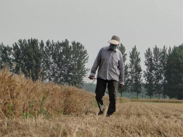 夏邑小麦减产怪像，或许你平生从未见过