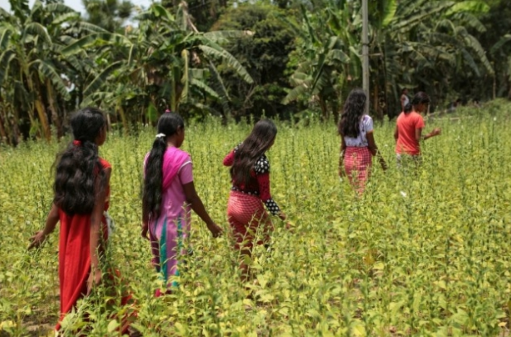 印度每年都有少女失踪,这些少女去哪了?真相让人心酸!