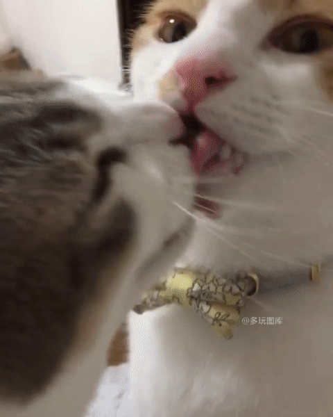 狗 狗狗 猫 猫咪 小猫 桌面 480_600 竖版 竖屏 手机 gif 动态图 动图