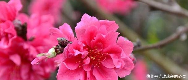 2019年1月桃花运旺盛,异性缘颇佳的四大星座