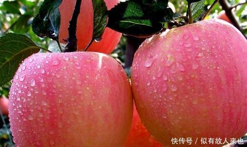 苹果怎么吃能消除便秘 t01f2371a21edb5bda0.jpg