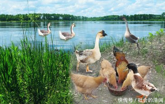 男子给父母打八万元,给父母买医保发现钱不见