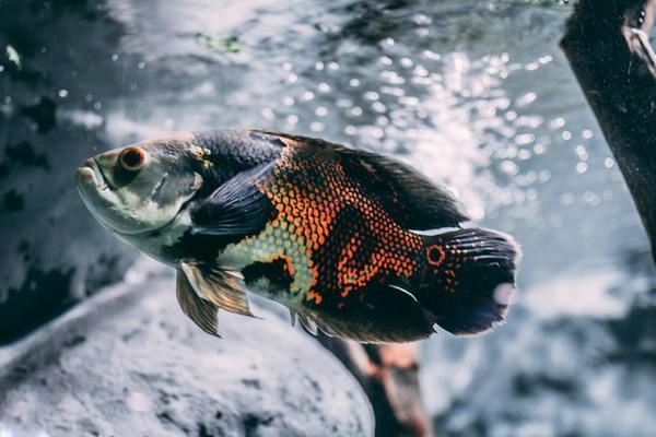 濮陽二手魚缸交易市場在哪兒啊多少錢（濮陽二手魚缸交易市場在哪兒啊多少錢一個）