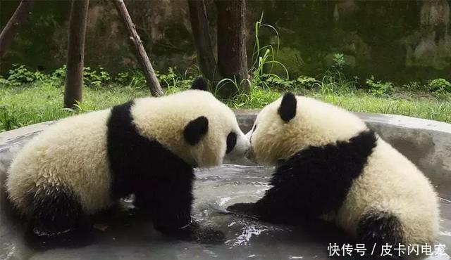 奥地利动物园出奇招,让大熊猫画水墨画,一幅熊