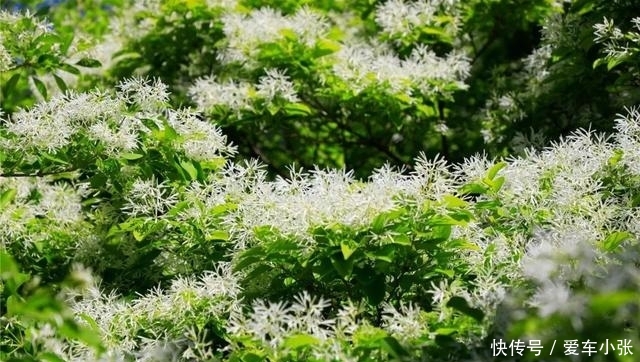 五一北京各景区都人从众?不妨来植物园这条冷