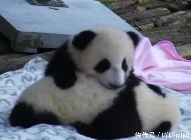 大熊猫偷偷调戏睡觉的同伴,饲养员姨母笑中:团
