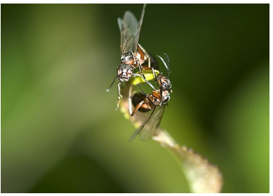 蚂蚁是如何交配的?_360问答