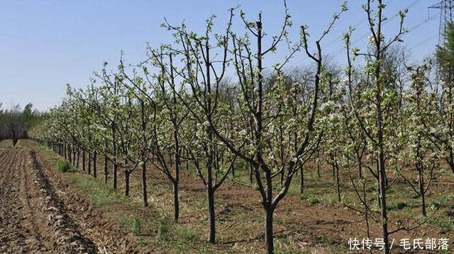 梨树栽培技术 梨树生长期修剪技术