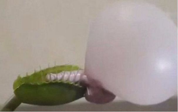 男子喂捕蝇草吃口香糖,结果随后的一幕令人难以置信