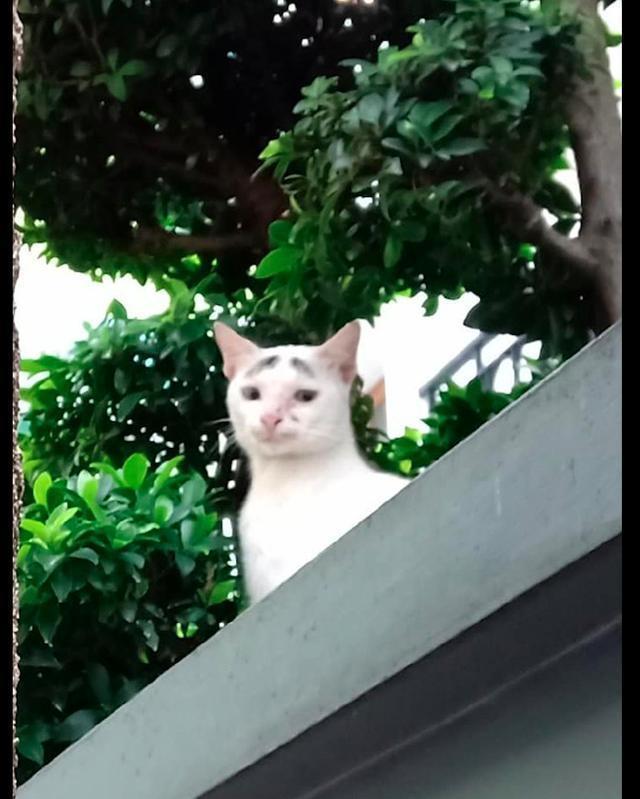 眉毛天生长了一副表情,配上它a眉毛表情,原谅emjoy心图片猫咪图片