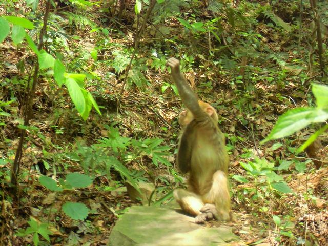 在张家界国家森林公园 我们遇到了这群小可爱