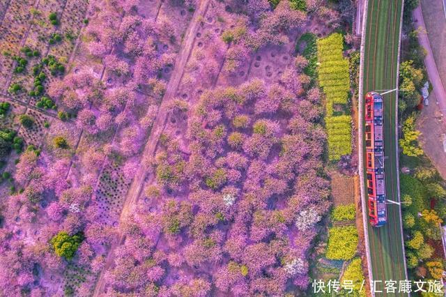 江浙沪又一网红打卡地!有轨电车穿过海棠花海,2元直达太湖