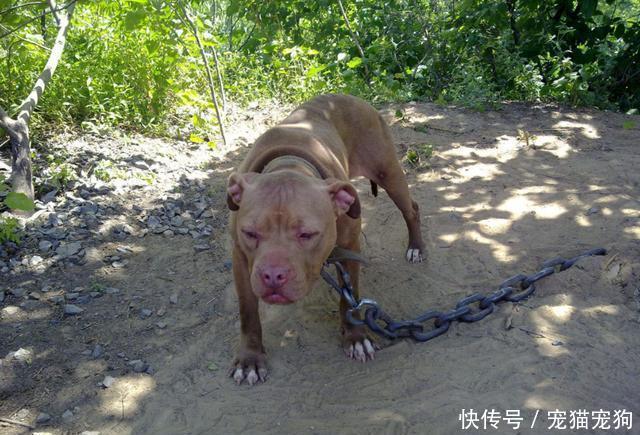 盘点世界上最凶猛的类犬,第一名很眼熟!