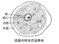 260 ku凝集素能介导滋养体吸附于宿主结肠上皮细胞,中性粒细胞和红