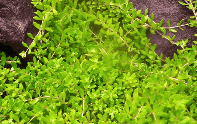 人称血见愁的野草,治疗拉肚子有奇效,你了解