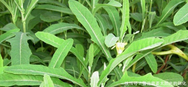 农村这野菜,扔在地上无人捡,却能清热解毒,预防