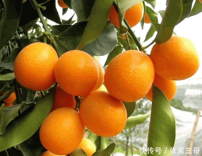 每天吃3个金桔,坚持一段时间,5件 好事 可能会