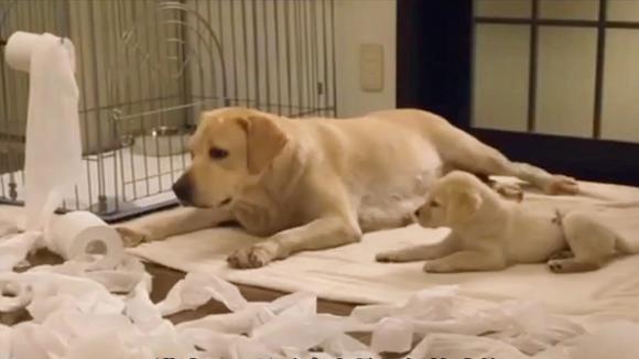 导盲犬小q 更新更全更受欢迎的影视网站 在线观看