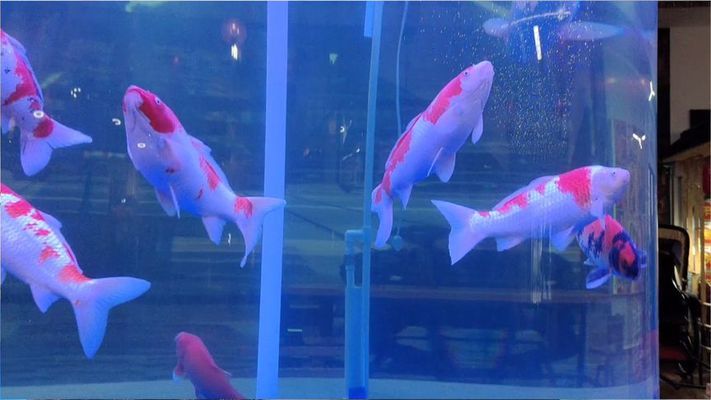 峨眉山市浩源水族店：峨眉山市浩源水族店電話