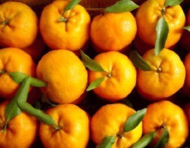 芦柑与碰柑是同一种品种吗_360问答