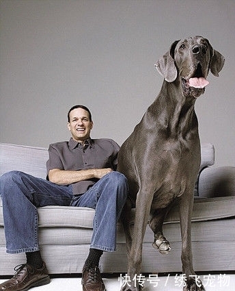 世界上最大的狗,站起来比成年人还要高!