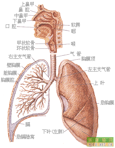 在高等动物和人体,呼吸过程由三个相互衔接并且同时_动物世界 在高等动物和人体,呼吸过程由三个相互衔接并且同时