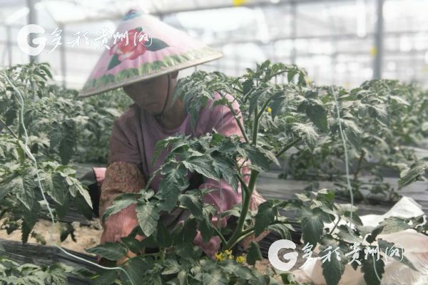 春风吹进麻山里 山旮旯里产业兴