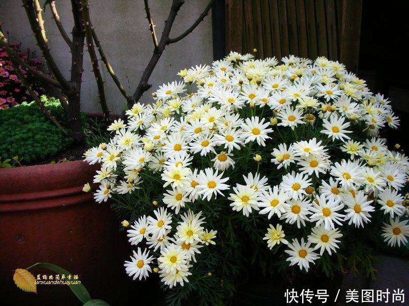 有个“露台花园”折腾,真好!此景此情,喝茶,看书 太惬意啦!