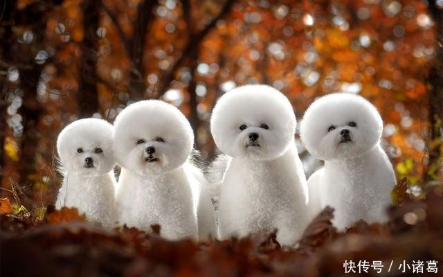 正月初五接了财神之后,迎来了人生财运大逆转,永盛不衰的生肖