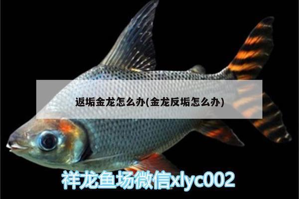 專業(yè)魚缸安裝人員收費多少（專業(yè)魚缸安裝人員收費多少錢）