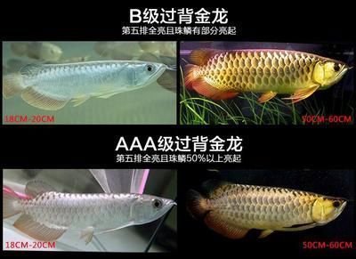 魚缸綠藻爆發(fā)怎么清除干凈視頻（魚缸綠藻爆發(fā)怎么清除干凈視頻教程） 觀賞魚市場（混養(yǎng)魚）