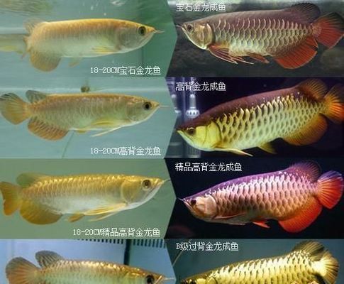 廣州賣龍魚地址電話號碼多少(廣州哪里有金龍魚賣) 定時器/自控系統(tǒng)