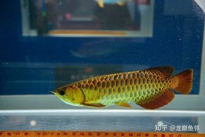 湖南子非魚漁業(yè)有限公司（湖南子非魚漁業(yè)有限公司招聘）