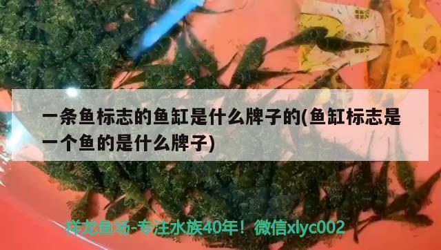 雷龍魚溫度33度會熱死嗎（雷龍魚溫度33度會熱死嗎為什么） 水族維護(hù)服務(wù)（上門）