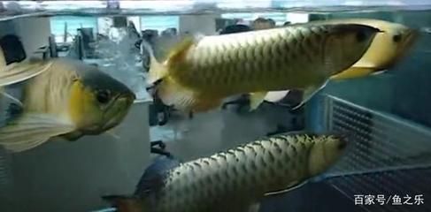 魚缸上過濾器（魚缸上過濾器安裝圖解使用方法）