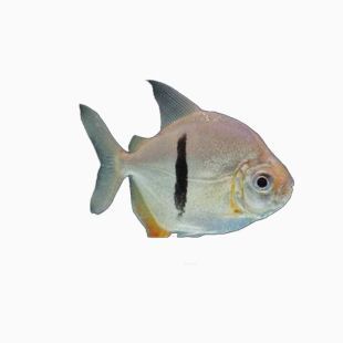 The Majestic <strong><mark>arowana</mark></strong> in Koricky: A Detailed Guide to Location, Distribution, Business Hours, and Products