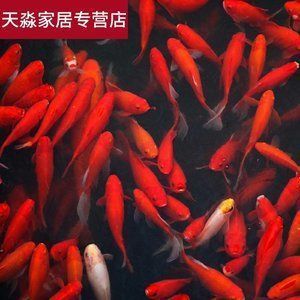 六角恐龍魚(yú)喜歡什么水質(zhì)（六角恐龍魚(yú)喜歡什么水質(zhì)的魚(yú)）